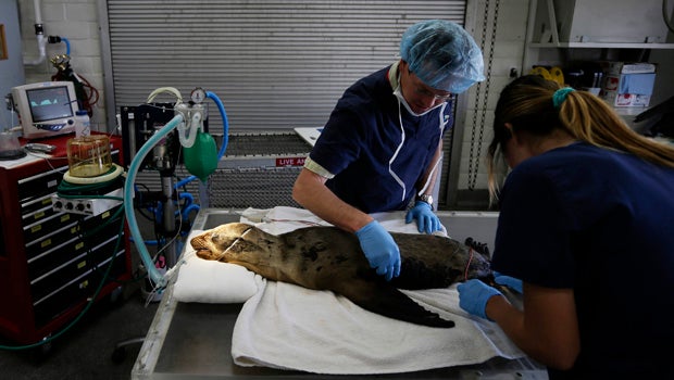 Volunteers Fight To Save Starving Calif Sea Lion Pups Cbs News