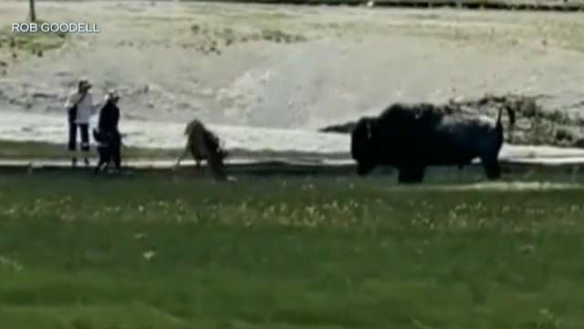 Bison gores 71-year-old woman in Yellowstone's second attack this week
