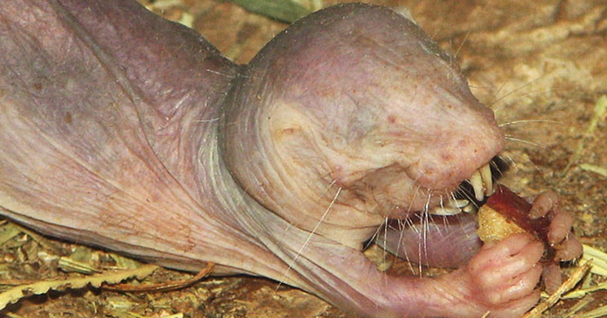 Do Naked Mole Rats Hold Secret To Longevity Cbs News