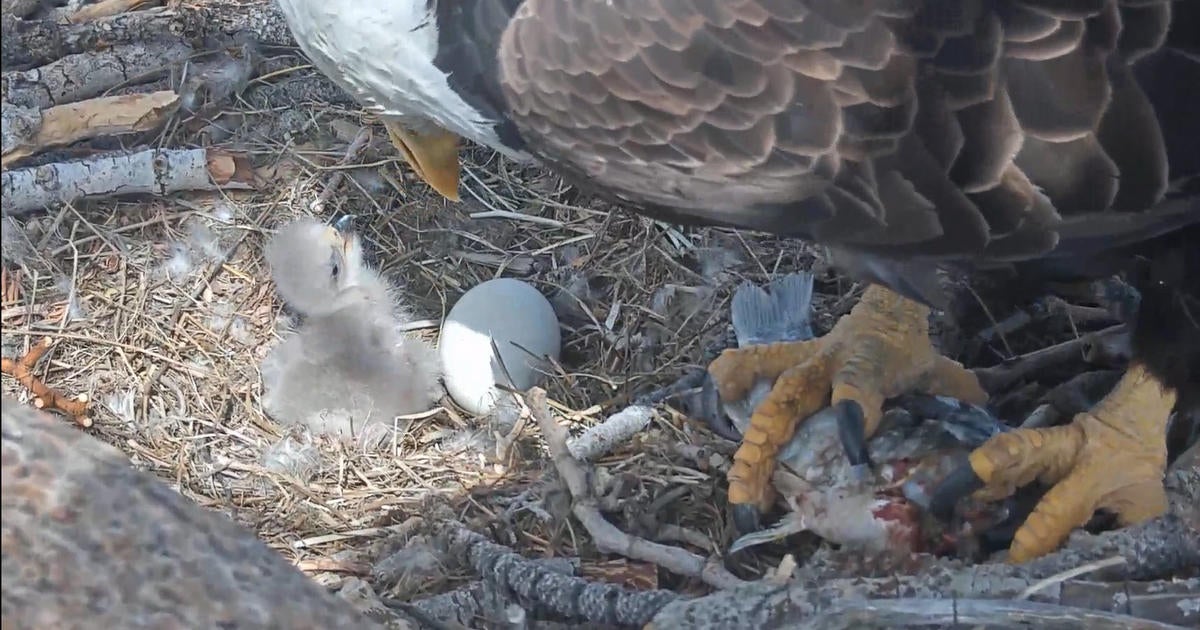 Second Bald Eagle Egg Hatches After First Chick Revealed In Big Bear