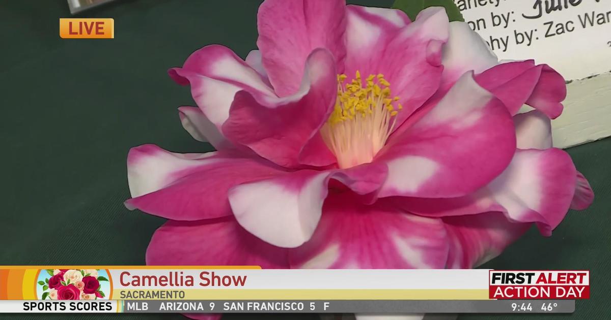 Camellia Show Good Day Sacramento