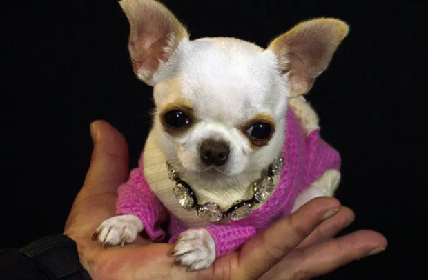 Nine-centimeter-tall Chihuahua named shortest living dog by Guinness World Records 