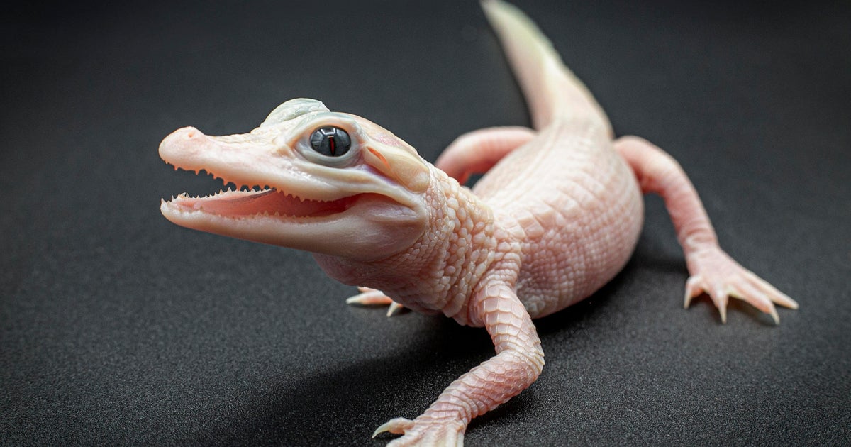 Extraordinarily rare white leucistic gator with twinkling blue eyes born in Florida Extraordinarily rare white leucistic gator with twinkling blue eyes born in Florida