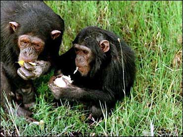 Chimpengi Gals Sex Xx Video - Chimps Close Gap With Man - CBS News