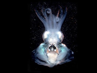 Bright Squid Found In Hawaii - CBS News