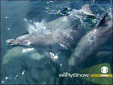 Dolphins, Sea Lions Serve Military - CBS News