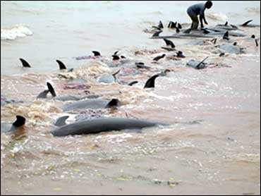 Dead humpback dolphin found on Vainguinim beach in Panaji