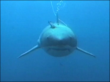 great white shark called the submarine