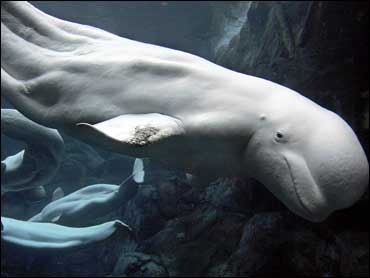 Georgia Aquarium's Beluga Whale Capture Comes Under Fire