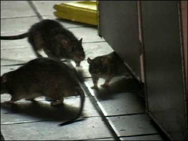 Hordes Of Rats Invade NYC Fast-Food Joint - CBS News