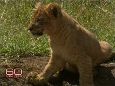 Six more lions speared to death by Kenyan herders just days after one of  the country's oldest lions was killed, World News