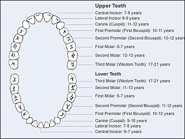 When We Get (And Lose) Our Teeth - CBS News