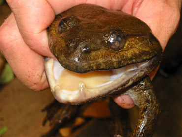 frog eating a bird