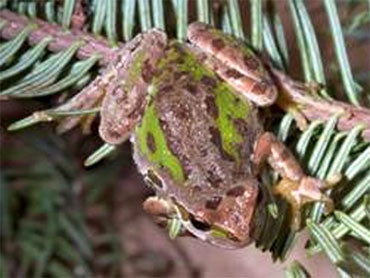 Pesky Frogs Hide in Alaska Christmas Trees - CBS News