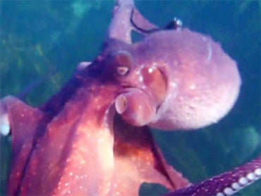 Octopus Steals Camera Takes Video Cbs News