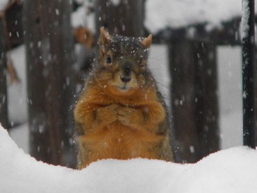 squirrel-file-photo.jpg 