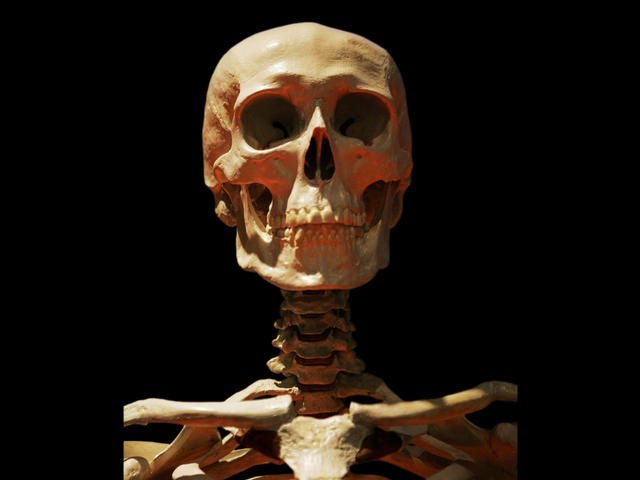 skeleton.jpg 