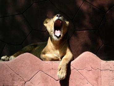 lion-yawning.jpg 