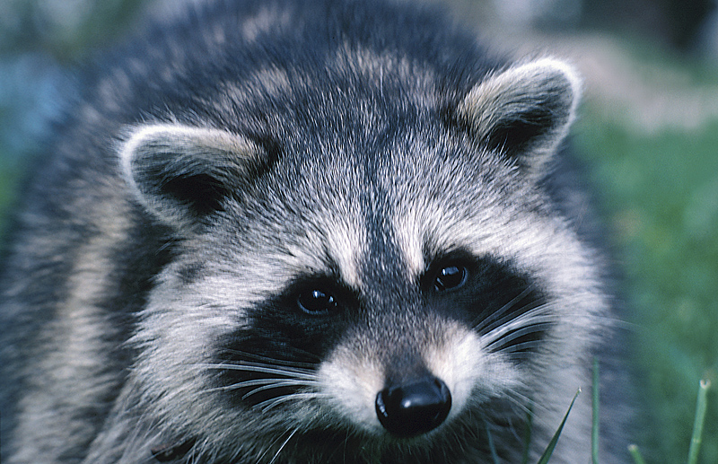 Raccoon (File Photo) 