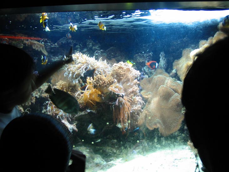 New York City Aquarium 