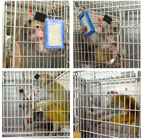 Researchers Monkeys Recognize Themselves in the Mirror CBS News
