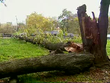 Downed Tree Near Belt Parkway 
