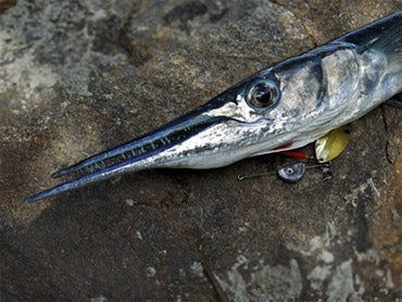 Needle Nose Flying Fish