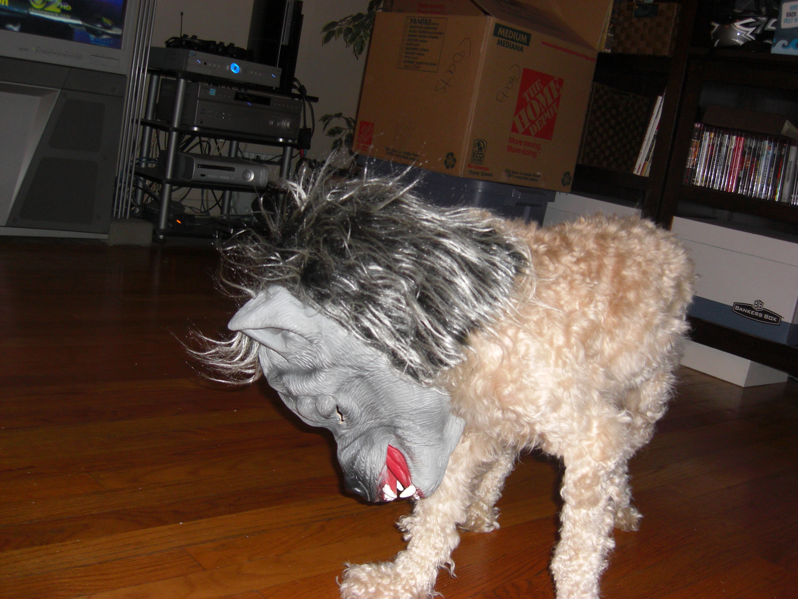 stacy-traktmans-mr-pickles-trying-to-be-a-wolf-for-halloween-in-clark-nj.jpg 