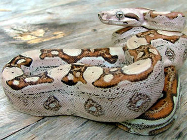 boa snake pictures
