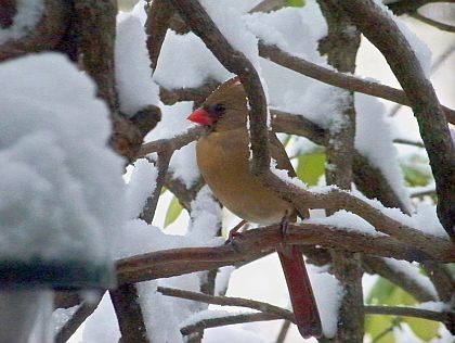 female-cardinal-1-7-2011-a.jpg 