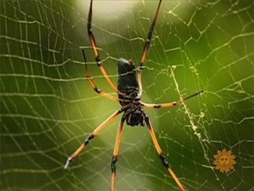 Spider Silk Is Stronger Than Steel. It Also Assembles Itself