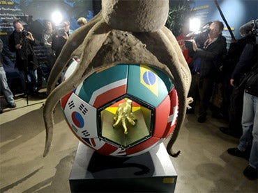 Paul, World Cup Octopus Oracle, Memorialized - CBS News