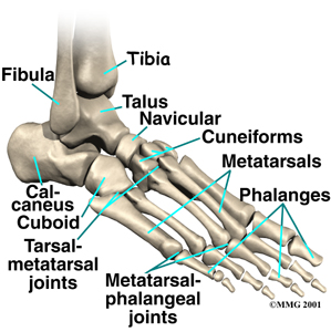 foot diagram 