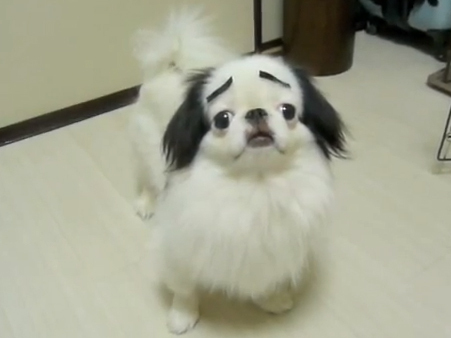 ROFL: Cute dog with eyebrows will make you laugh so hard - CBS News