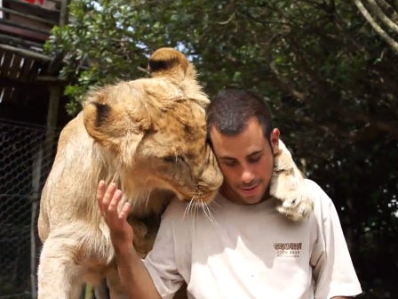 Adorable: Zookeeper gets affection from lions - CBS News