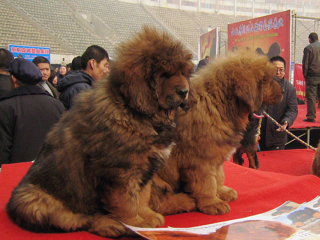 how tall is a tibetan mastiff