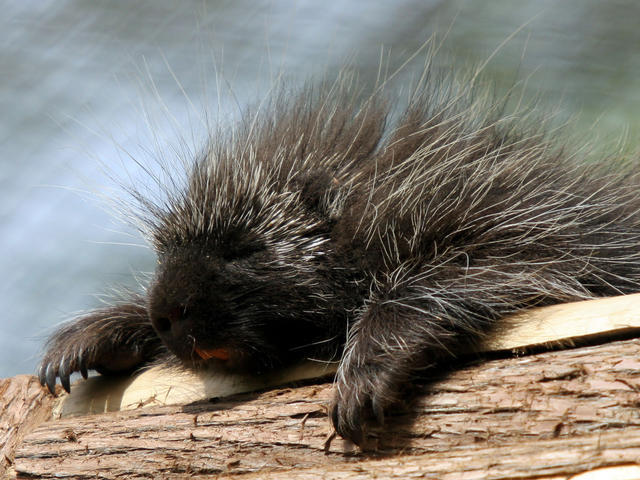 Ingested porcupine needle pokes hole in woman's heart - CBS News