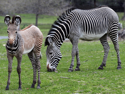 Bronx Zoo Zebra 