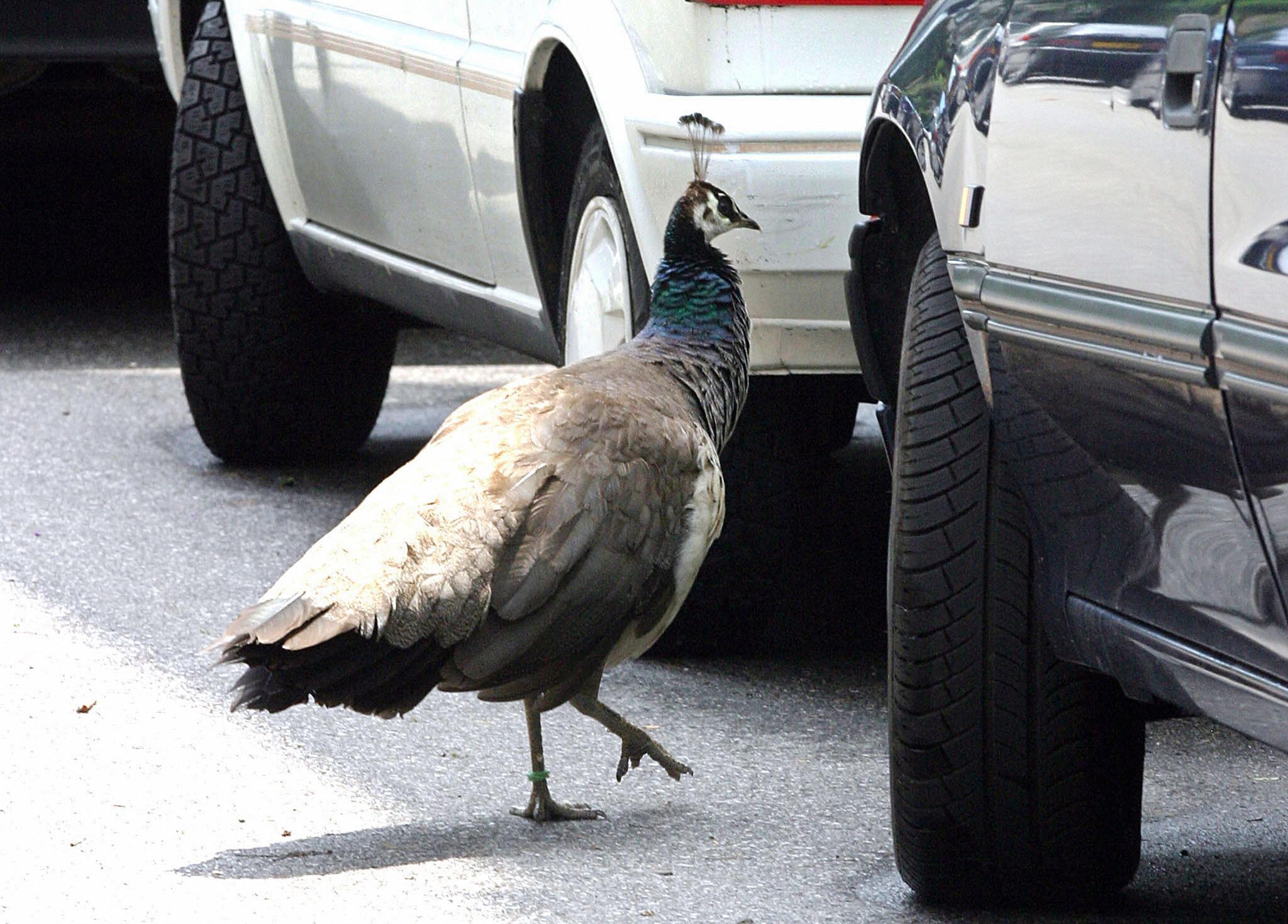 Peahen In Traffic 