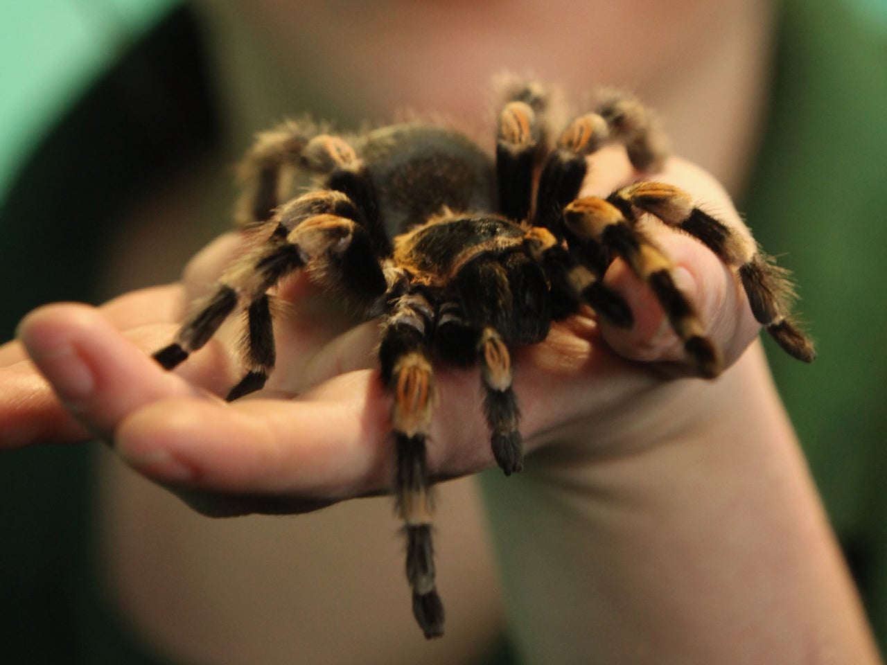 Like a Scene Out of 'Arachnophobia,'' Invasive Spiders Take Over Northern  Georgia, Smart News