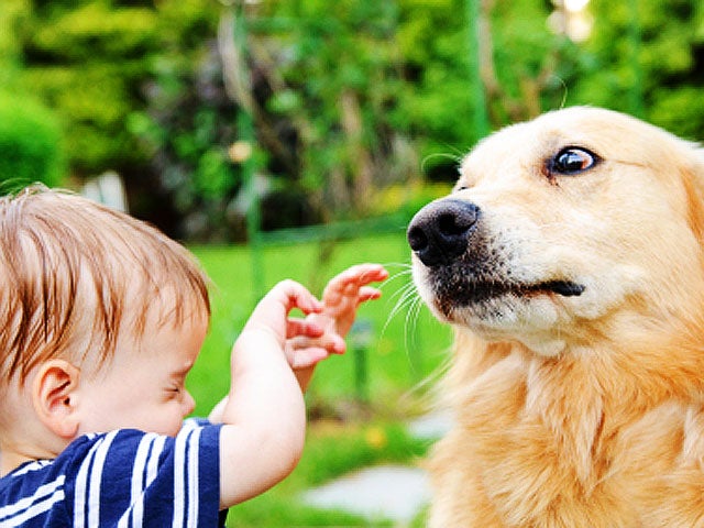 why are dogs scared of babies