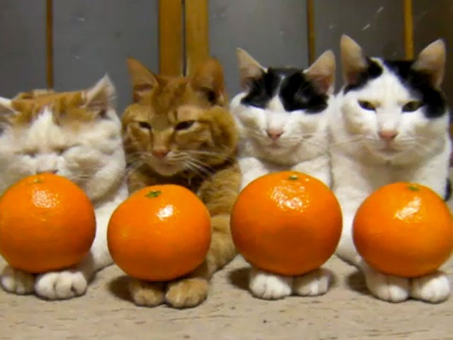 Feline Feng Shui, or cats with oranges on their paws - CBS News