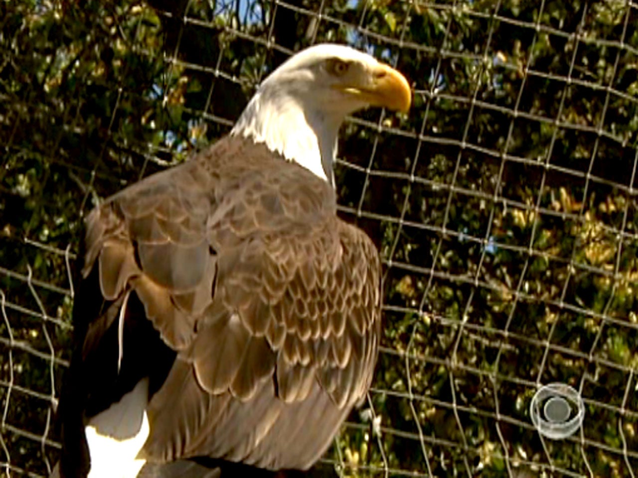 After DDT scourge, bald eagles return to Catalina CBS News