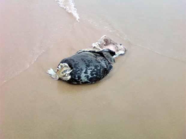 Westhampton Beach Dead Seal 