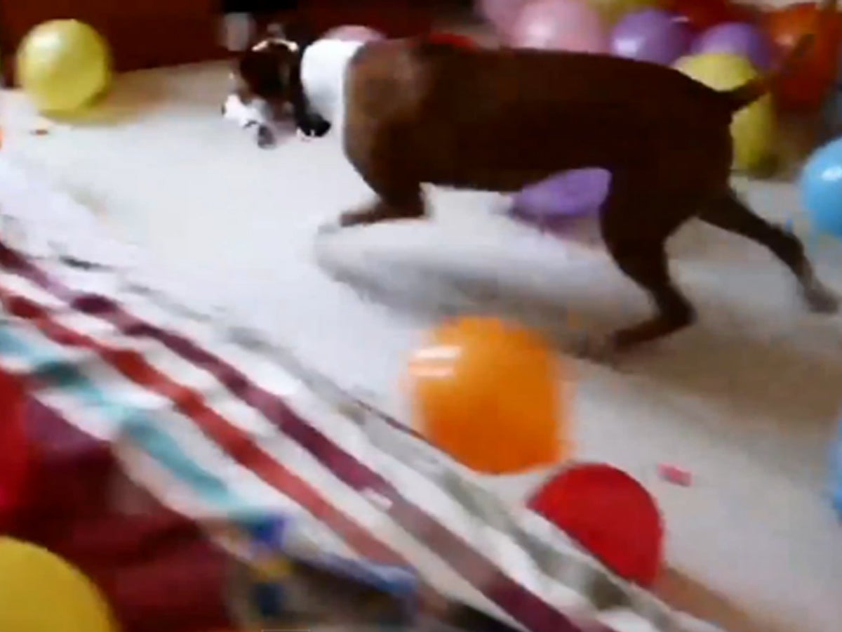 Two hilarious videos of dogs behaving badly CBS News