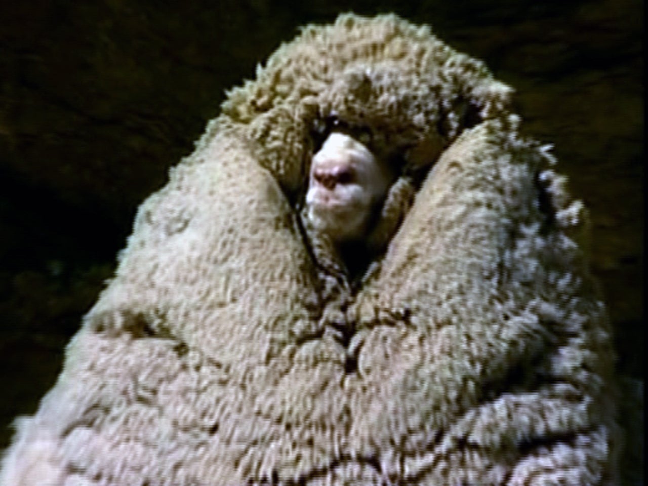 Shrek, the famous sheep, dead at 16 CBS News