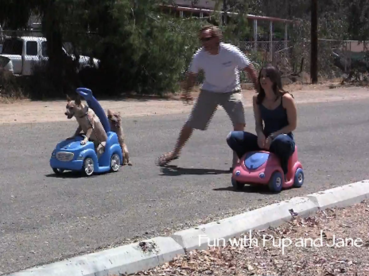 Dogs, cats, scooters and race carts... oh, my! - CBS News