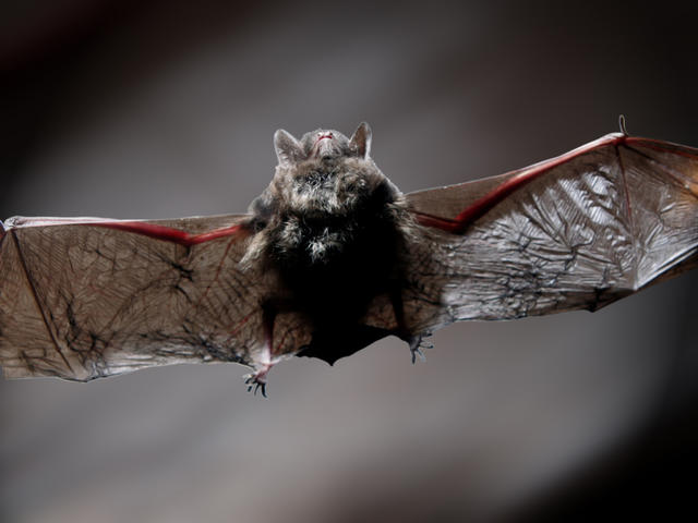 Bat 