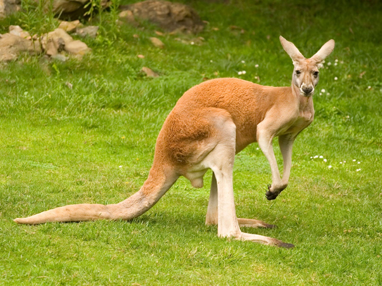 red kangaroo fight