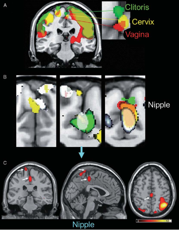 surprise-finding-in-response-to-nipple-stimulation-cbs-news